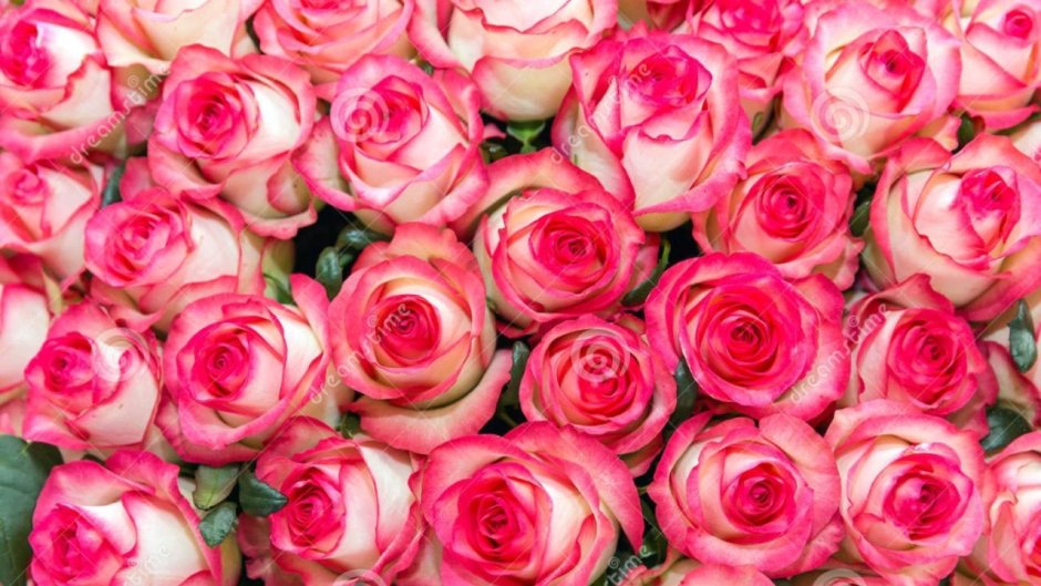 Роза розовая с белыми пятнами