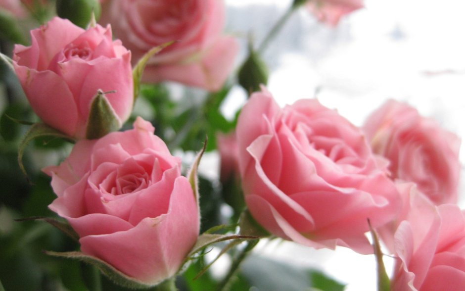 Нежные розовые розы