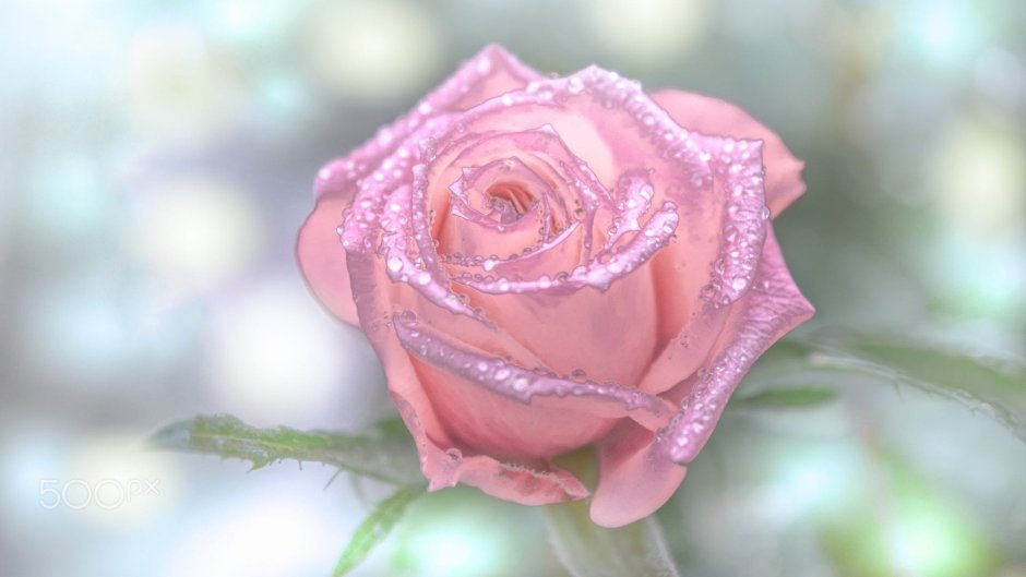 Роза розовая с каплями