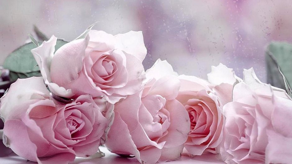 Бледно розовые розы