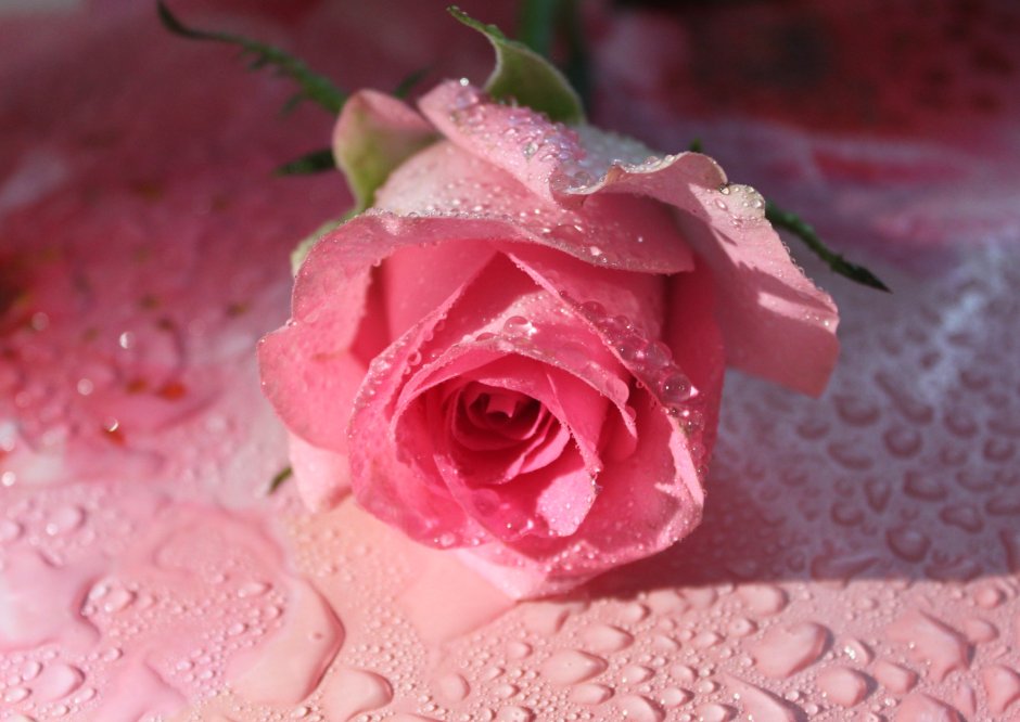 Очень нежные розовые розы