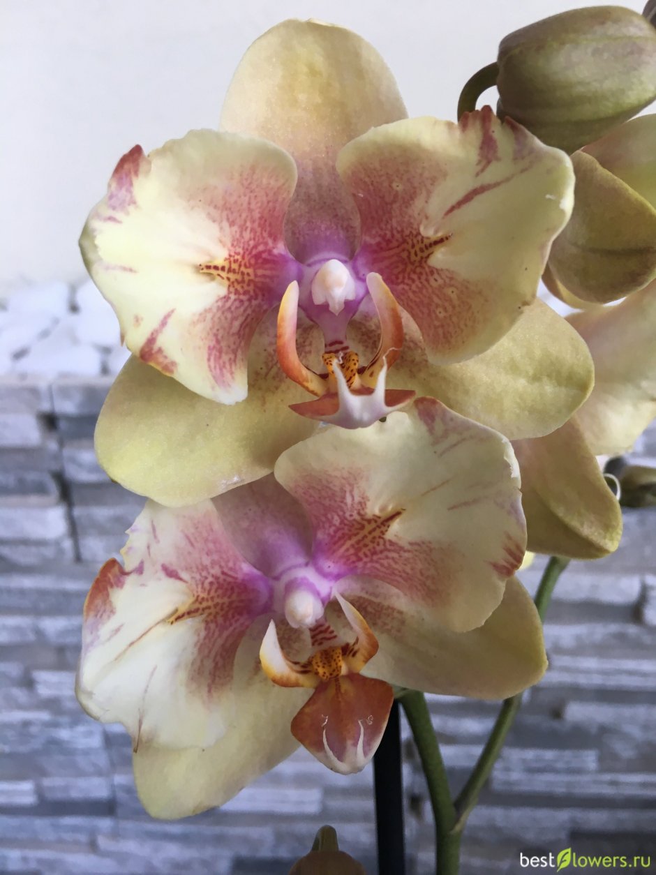 Phalaenopsis Мальмо