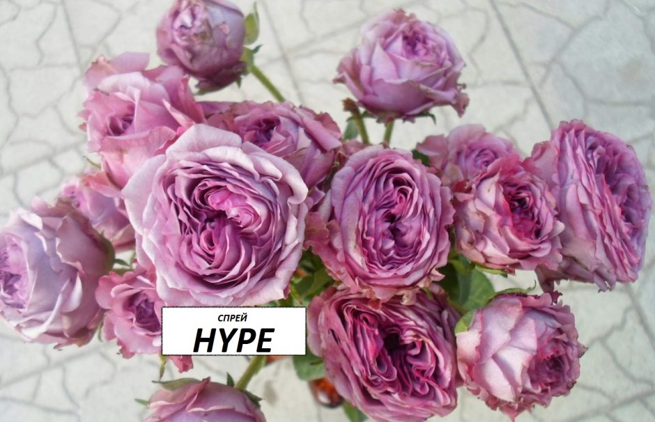 Роза Hype