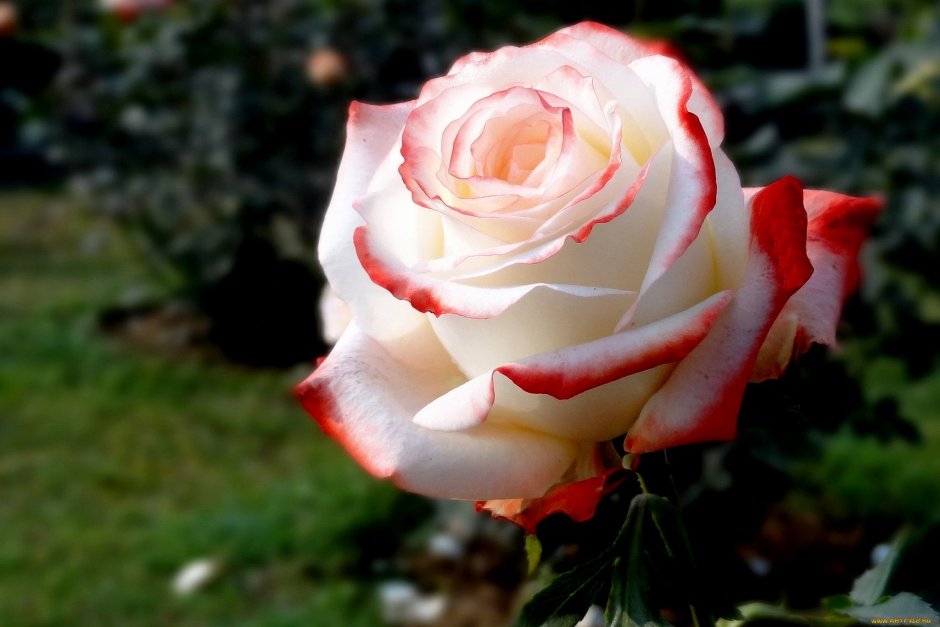 Розы белые с красным ободком