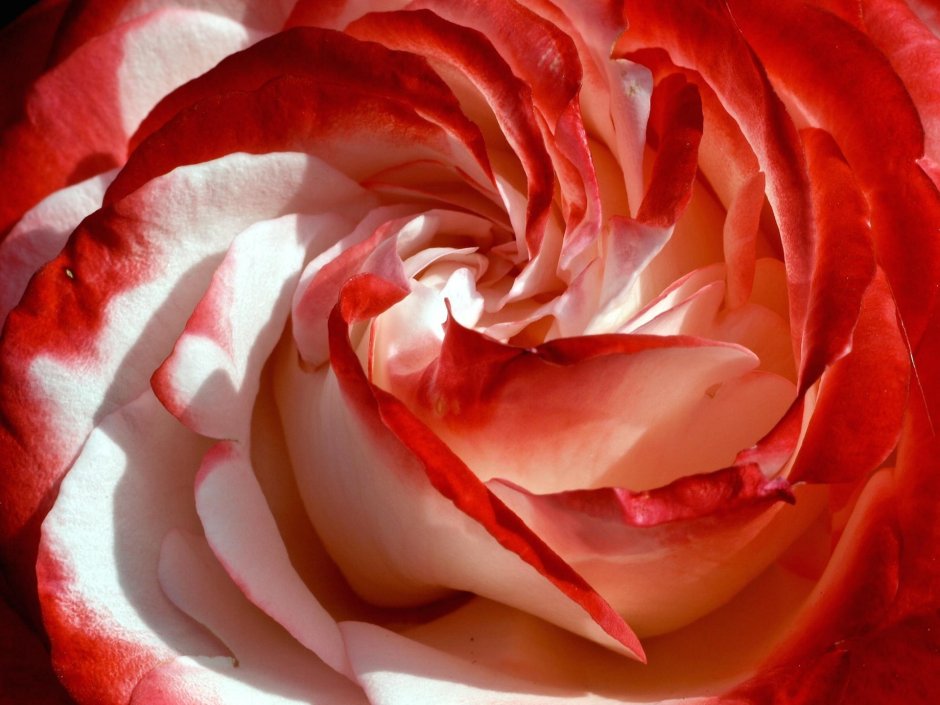 Роза красная с белыми полосками