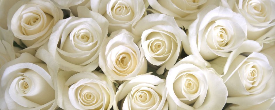 Белые розы на плиту