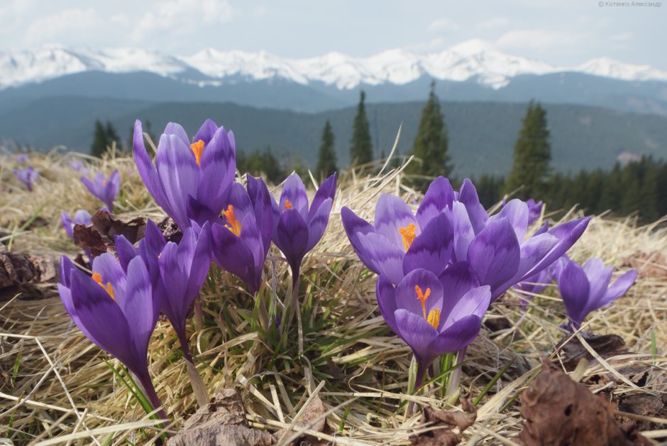 Южный первоцвет в горах фиолетовые цветы
