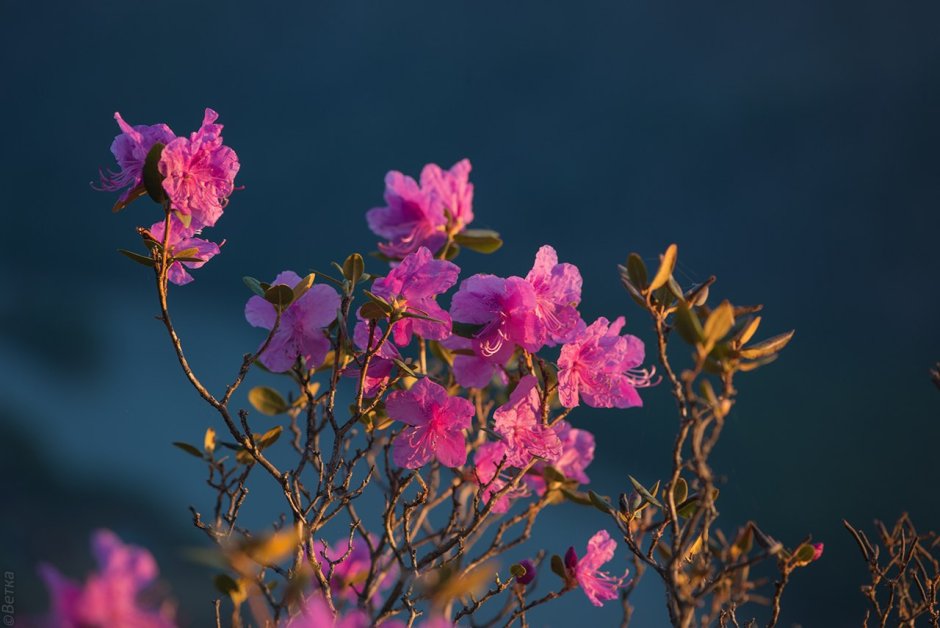 Эстетика алтайских цветов