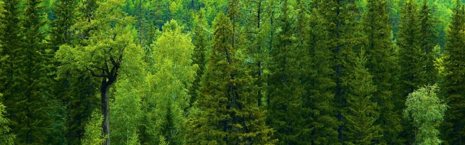 Хвойные леса биоразнообразие