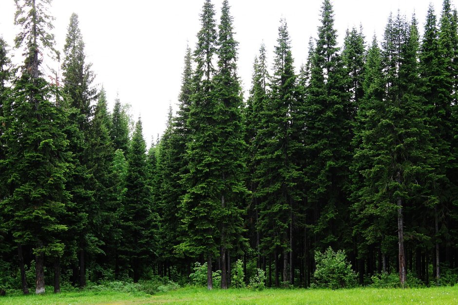 Берёзово-Пихтовый лес
