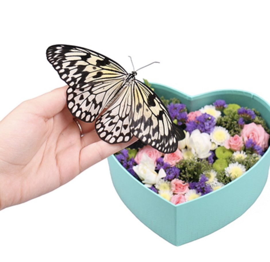 Живые бабочки в коробке в подарок