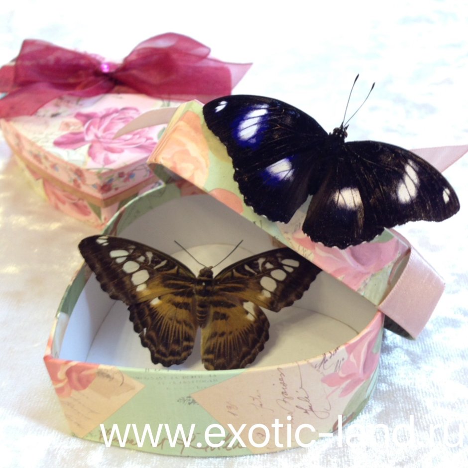 Коробка с бабочками
