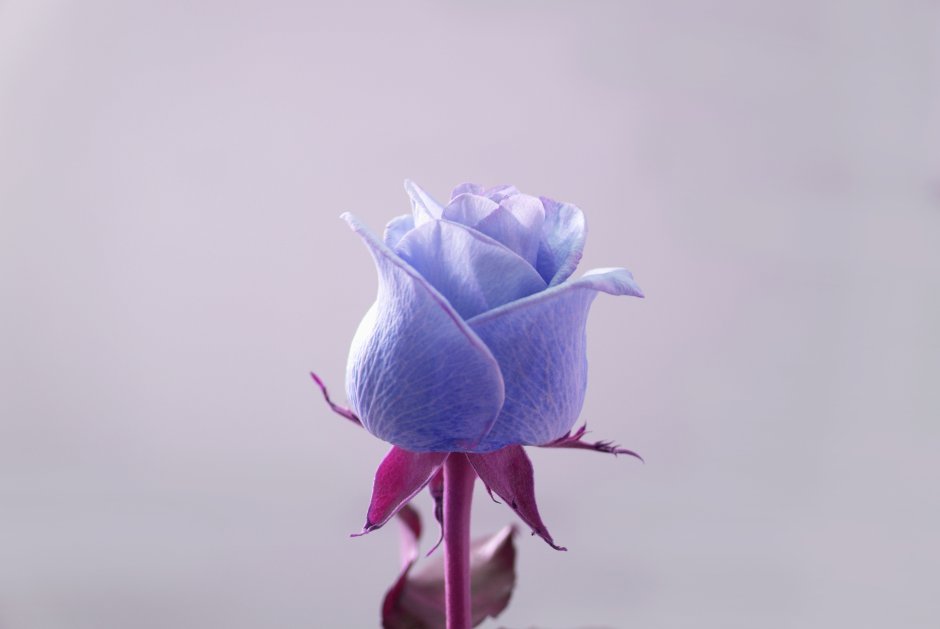 Фиолетовые бутоны цветы