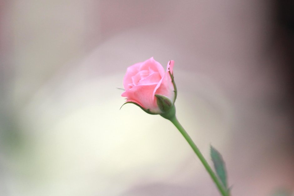 Нежно розовые розы с маленькими бутонами