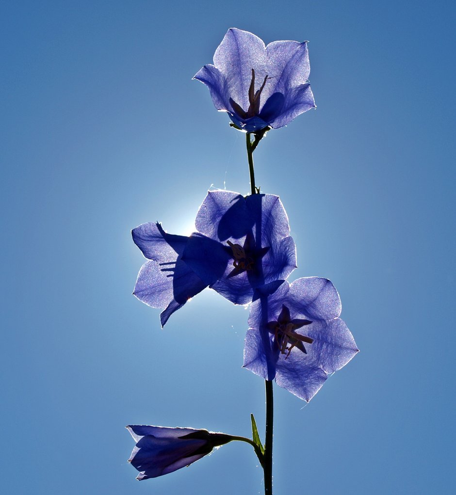 Китайский колокольчик цветок