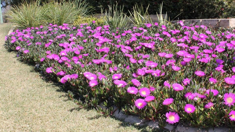 Carpobrotus glaucescens