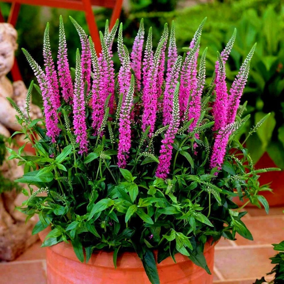 Вероника колосковая (Veronica spicata )