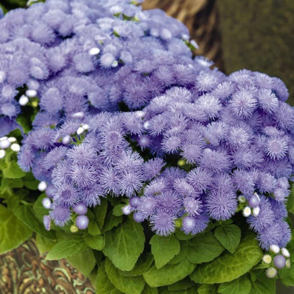 Агератум Хоустона (Ageratum houstonianum)