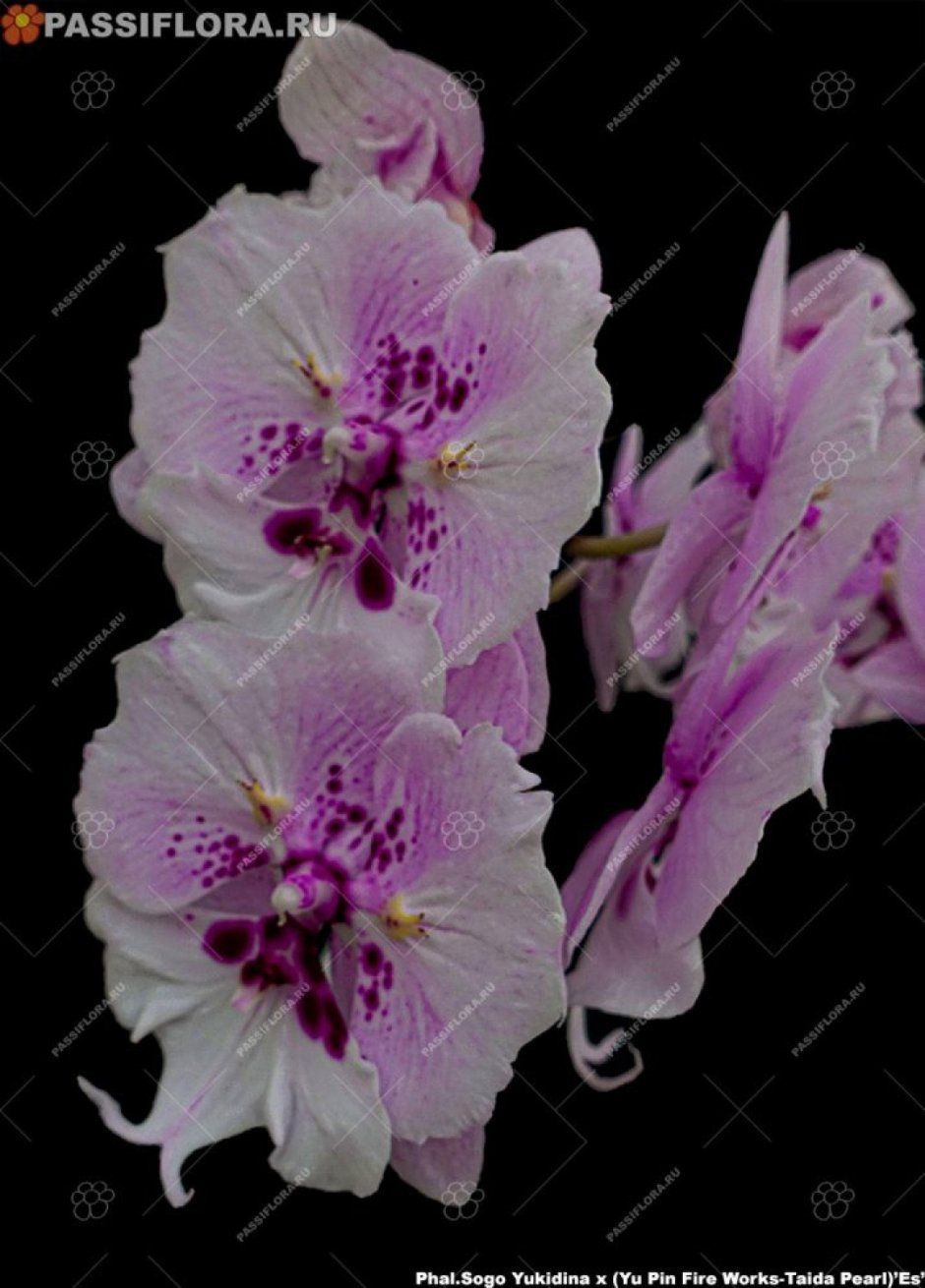 Орхидея Sogo Pearl