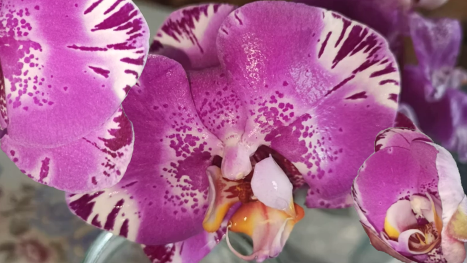 Орхидея фаленопсис Кандела