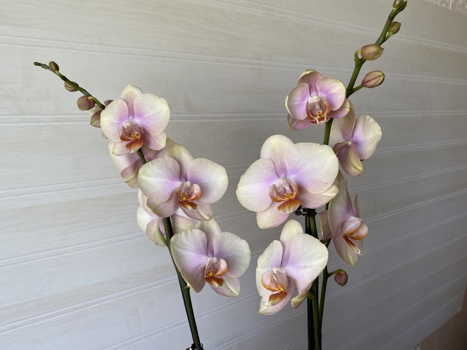 Когда цветет Орхидея