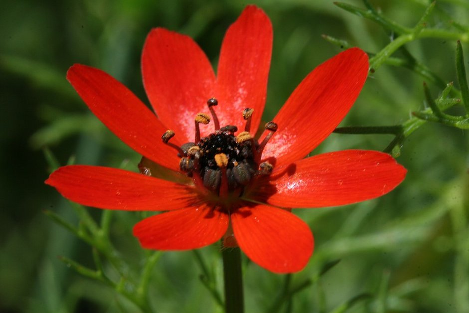 Адонис цветок красный