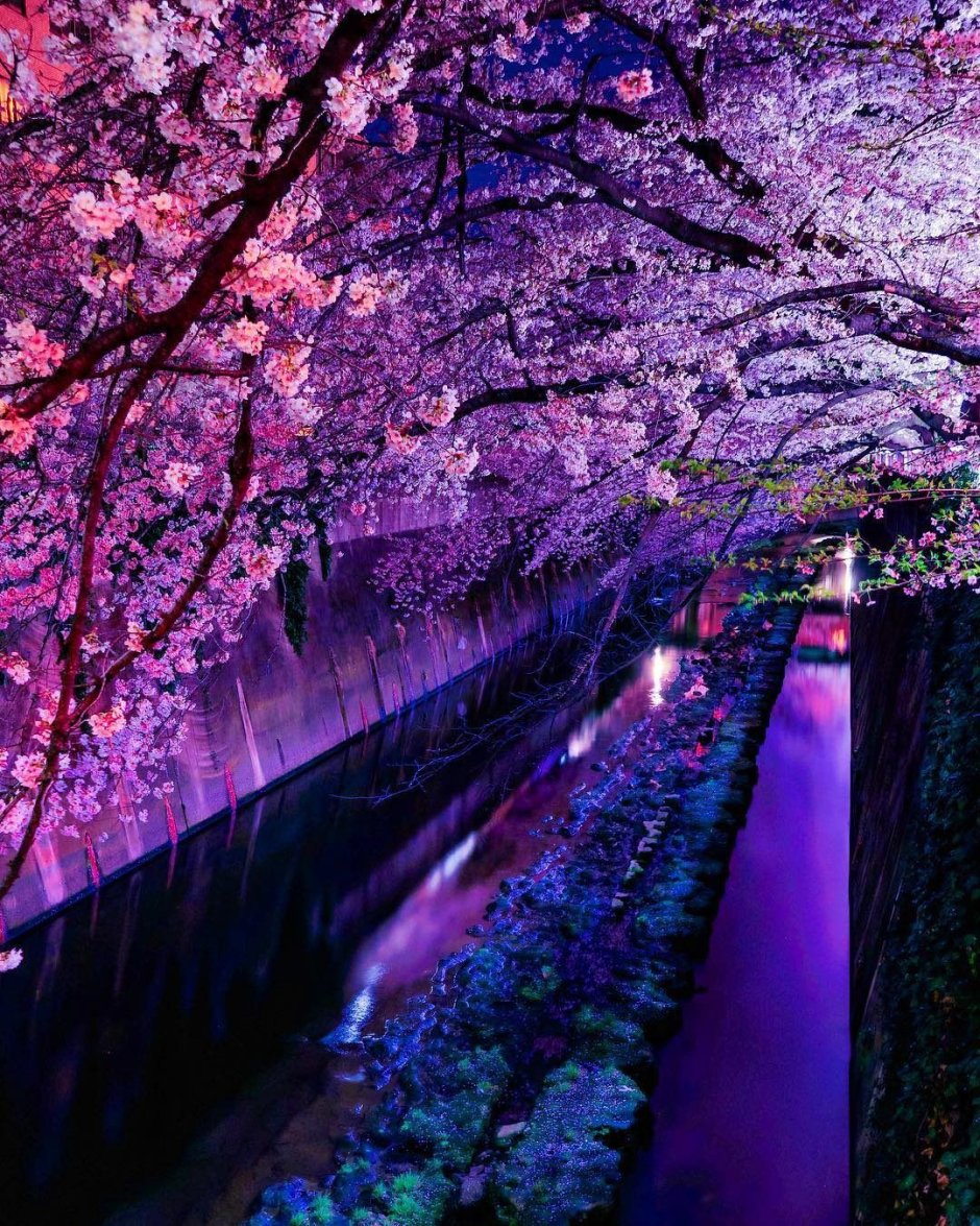 Фиолетовый японский пейзаж
