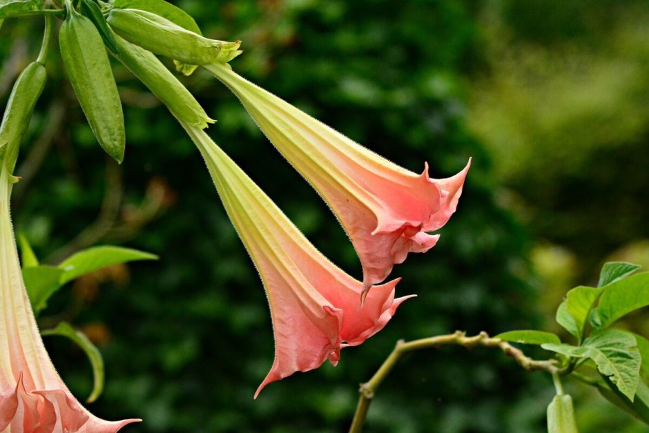 Бругмансия цветок