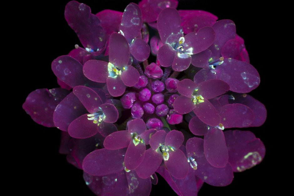 Цветы в ультрафиолете Крейг Берроуз