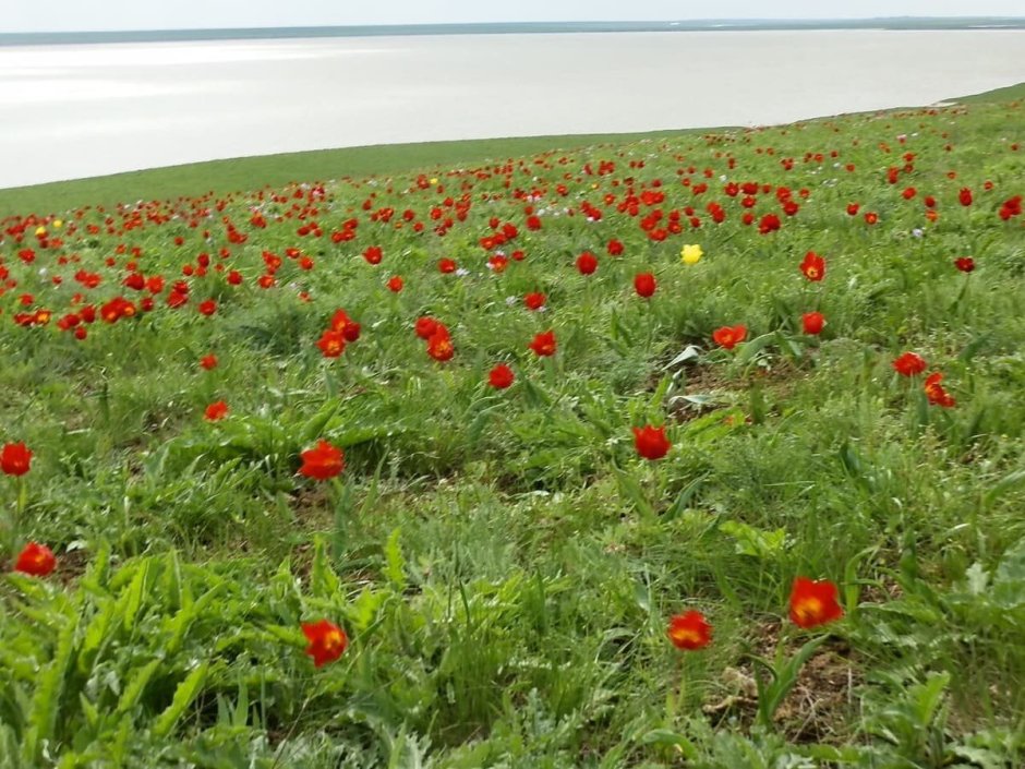 Лохмачи цветы на полях в Ставрополе