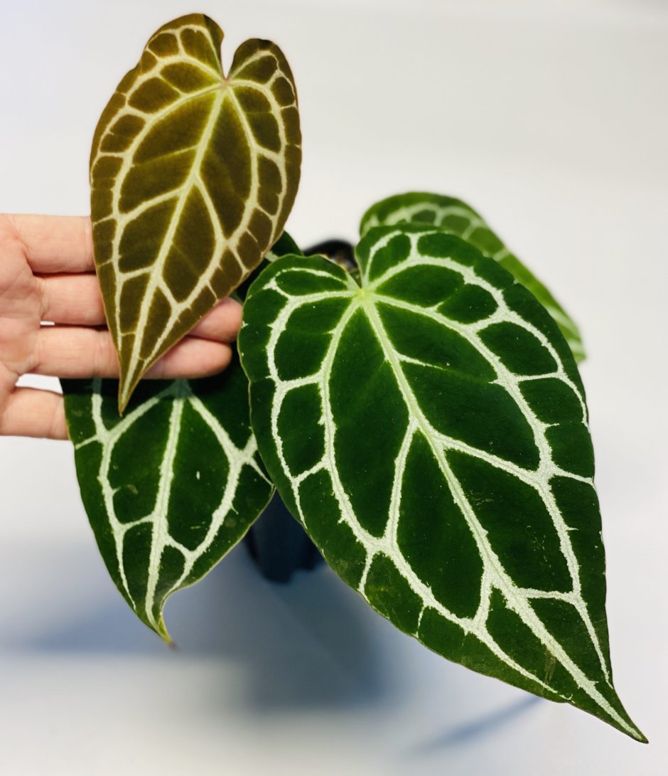 Anthurium crystallinum