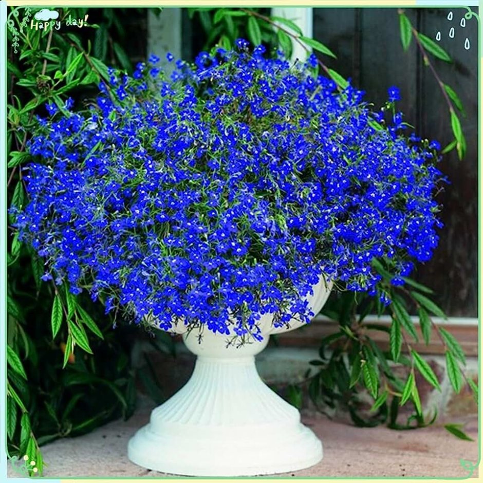 Ампельные синие мелкие цветы