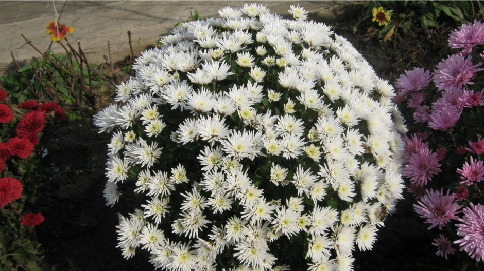 Хризантема мультифлора шаровидная белая