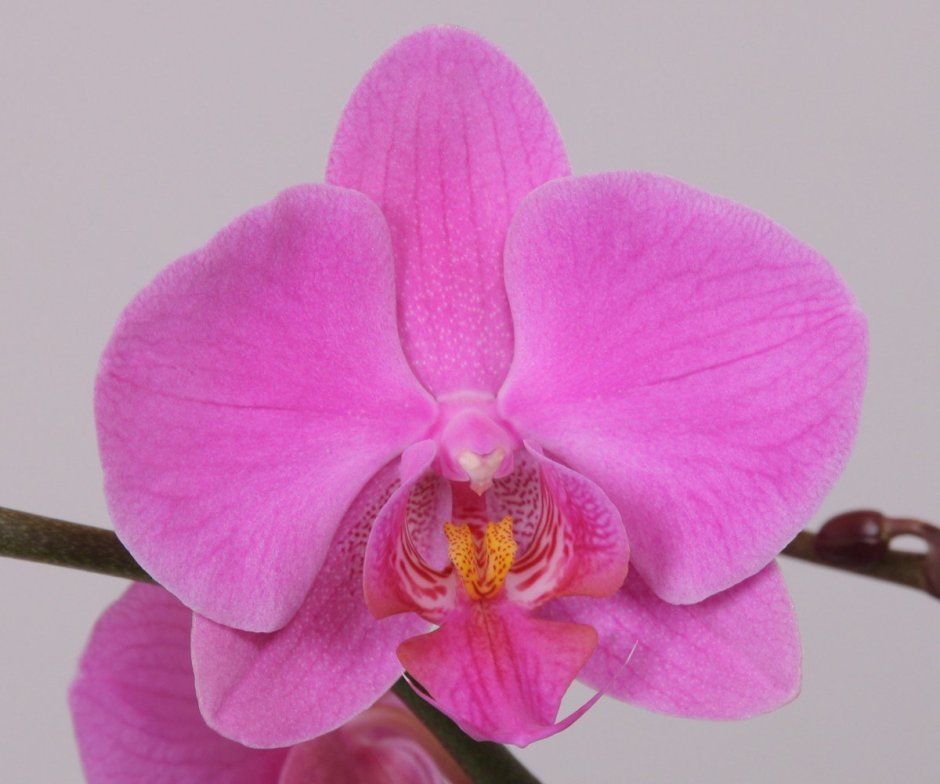 Орхидея Пасадена