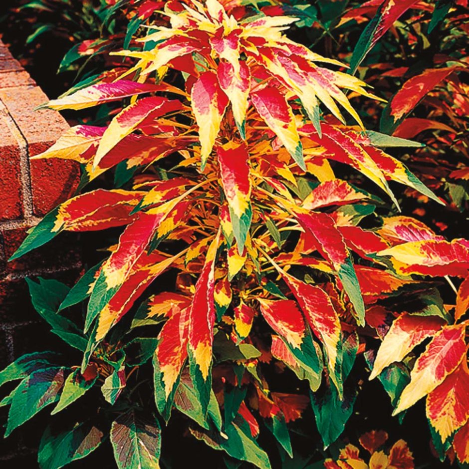 Amaranthus Tricolor Амарант трехцветный