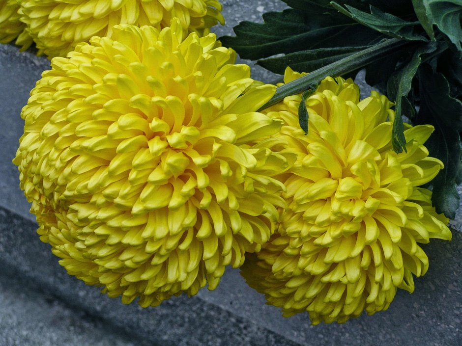Жёлтые хризантемы
