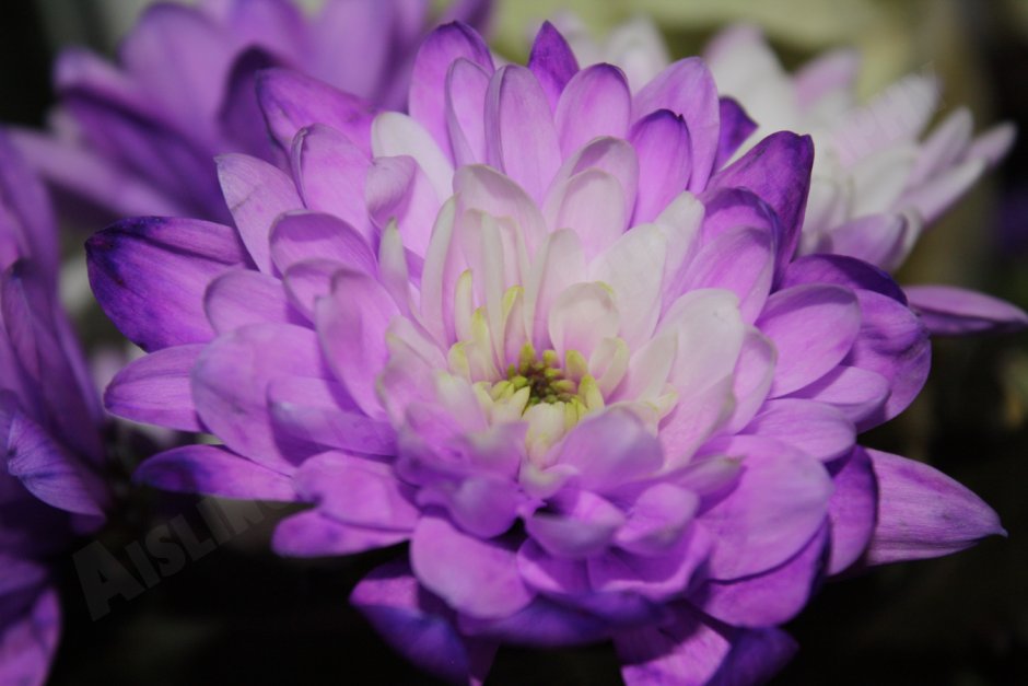 Pemba Purple Хризантема