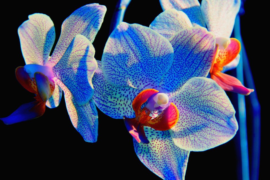 Орхидея Каттлея синяя