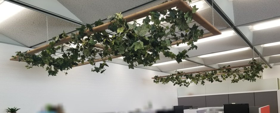 Растения на потолке