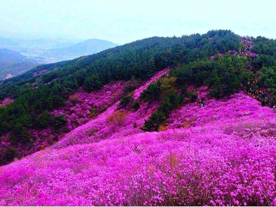 Цветение багульника в Забайкалье