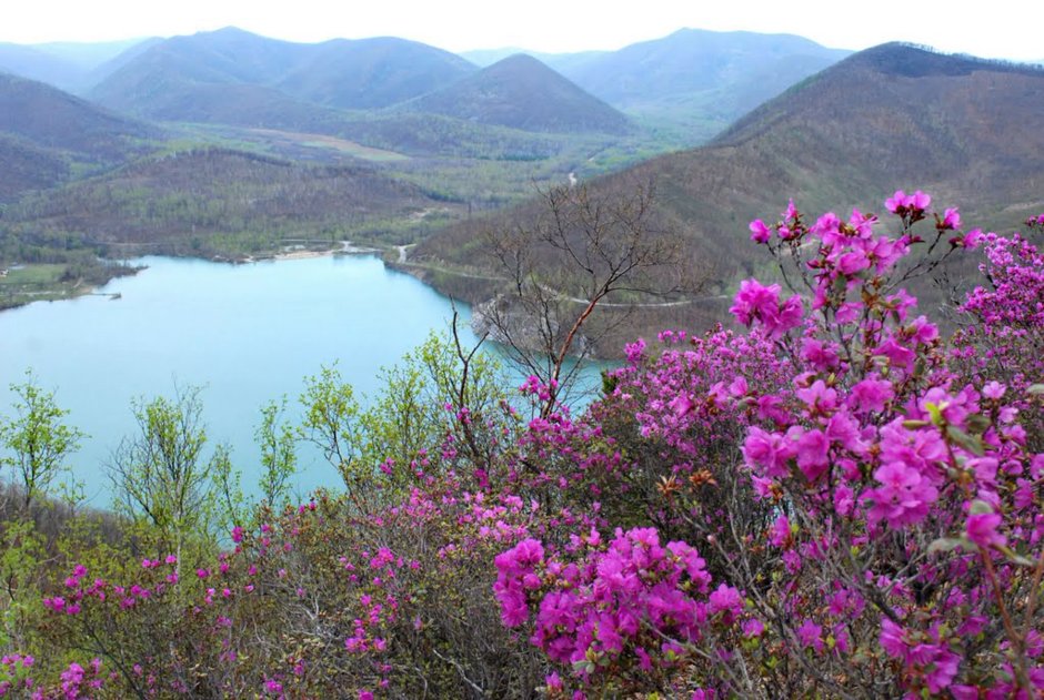 Забайкальский багульник (рододендрон Даурский)