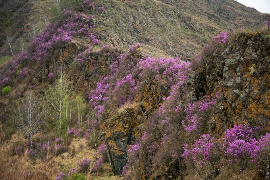 Цветение багульника на Алтае