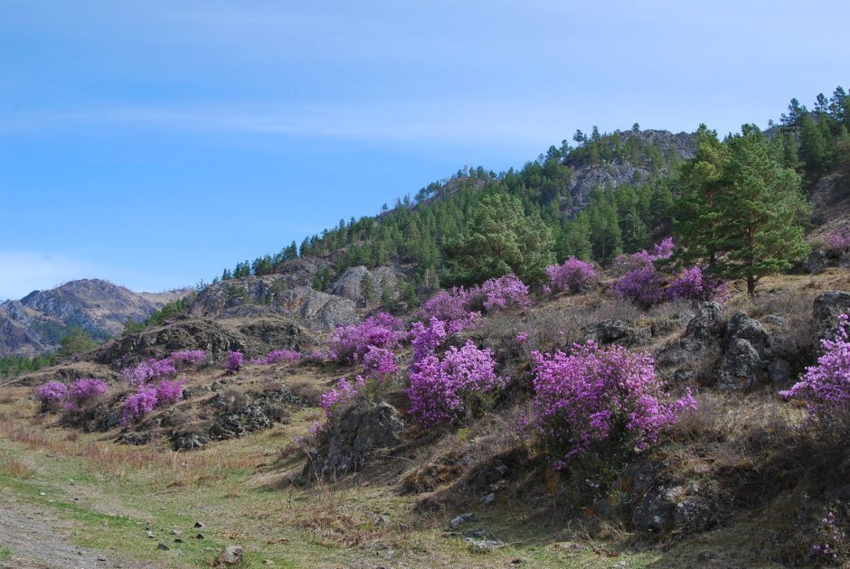 Багульник в Забайкалье