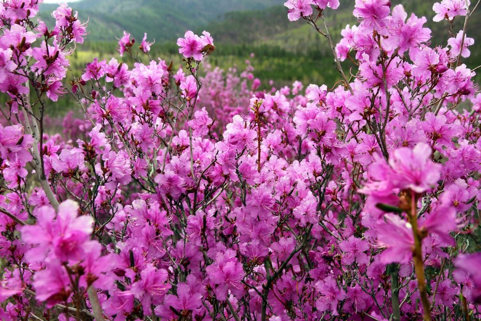 Забайкальский багульник (рододендрон Даурский)