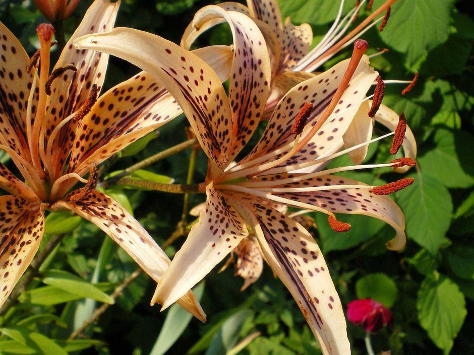 Тигровая Лилия (Lilium lancifolium)