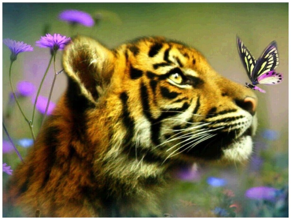 Тигр и бабочка