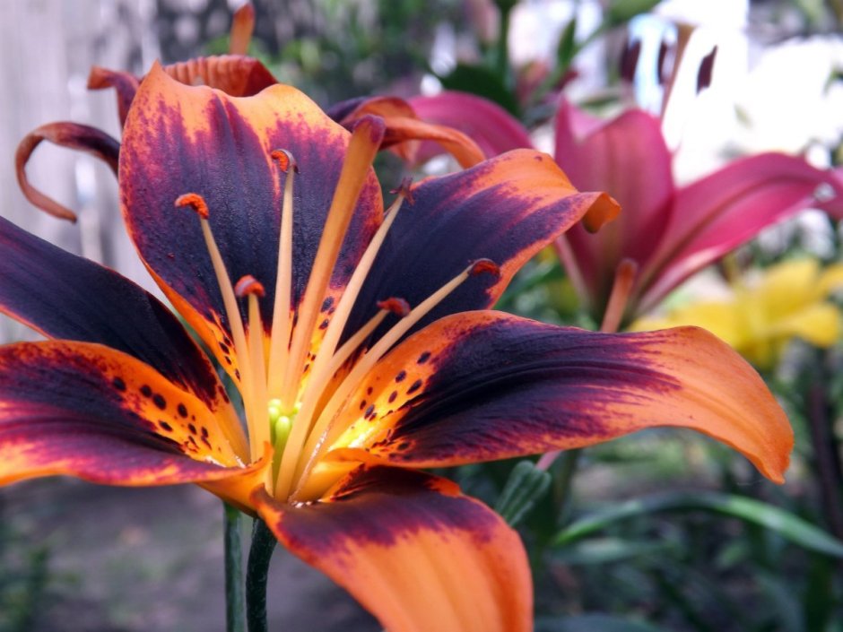 Тигровая Лилия (Lilium lancifolium)