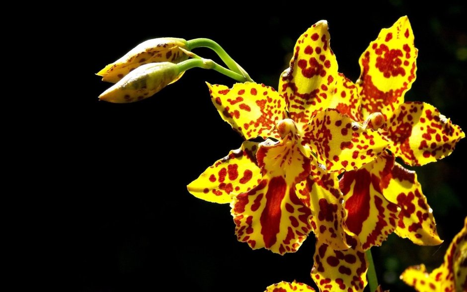 Желтая тигровая Орхидея