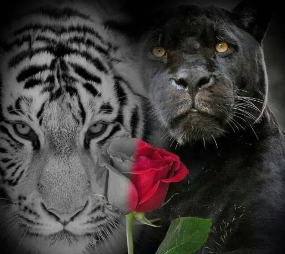 Роза тигр