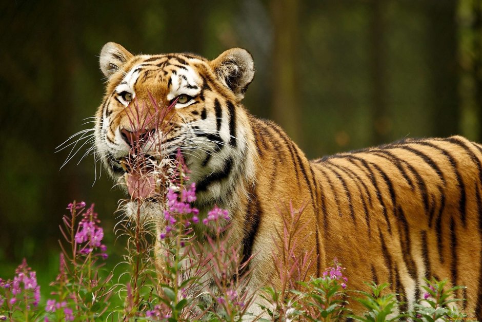 Тигр весной